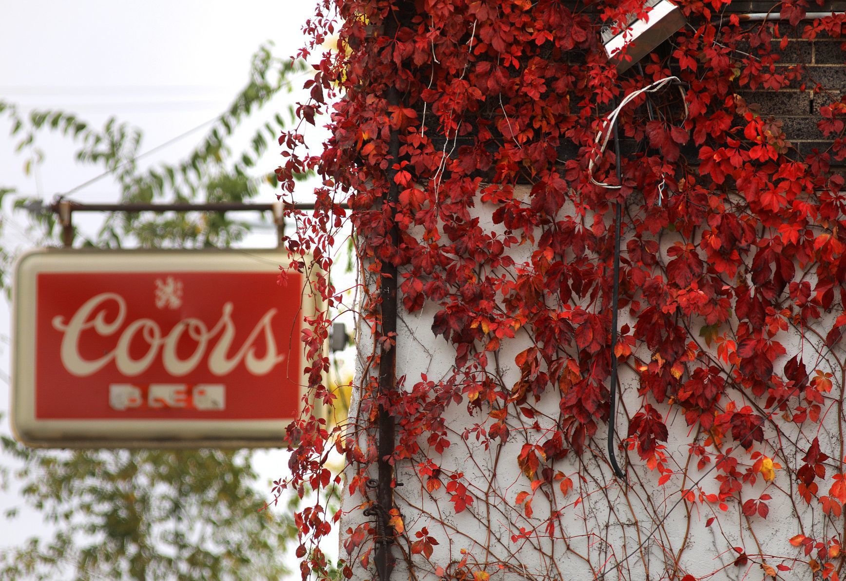 Fall colors burst around St. Louis' north side